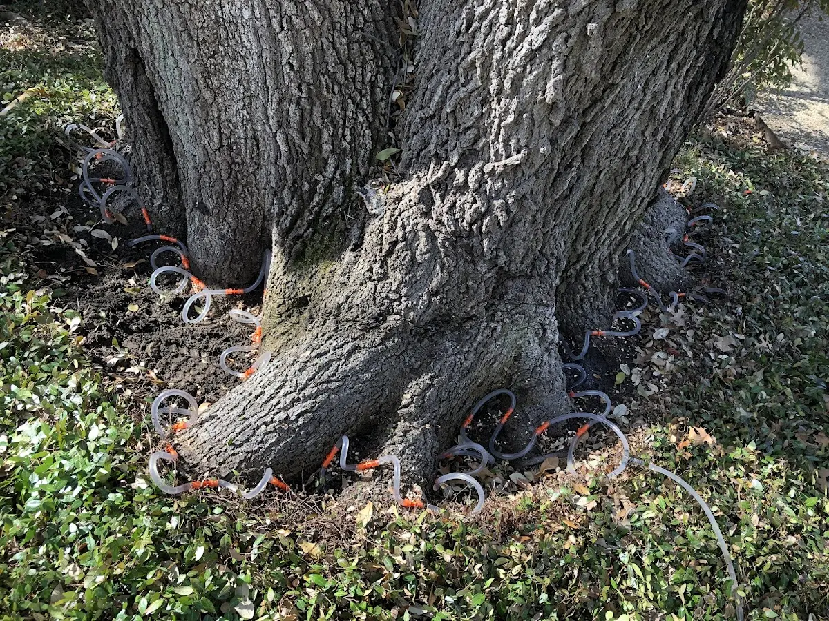 Detailed Tree Cabling and Bracing job site in Timberlake