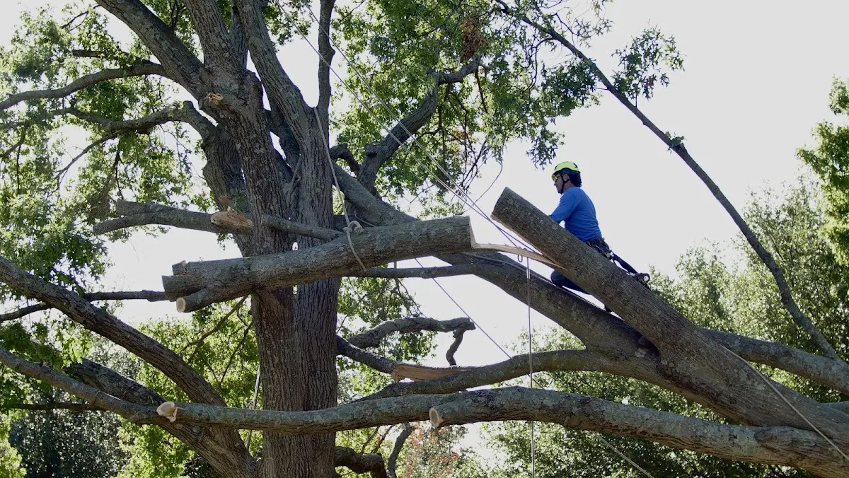 Professional Crown Thinning performed by certified arborists in Timberlake