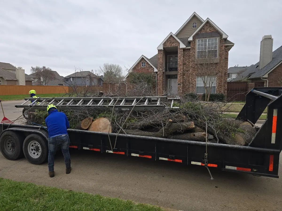 Expert Tree Pest Control with proper safety equipment in Timberlake